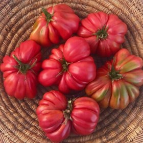 Magic Red Ruffles paradicsom - Paradicsom különlegességek az Egzotikus Növények Stúdiója kínálatából